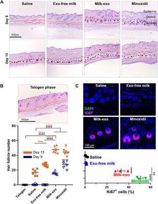 Potential of Colostrum-Derived Exosomes for Promoting Hair Regeneration Through the Transition From Telogen to Anagen Phase